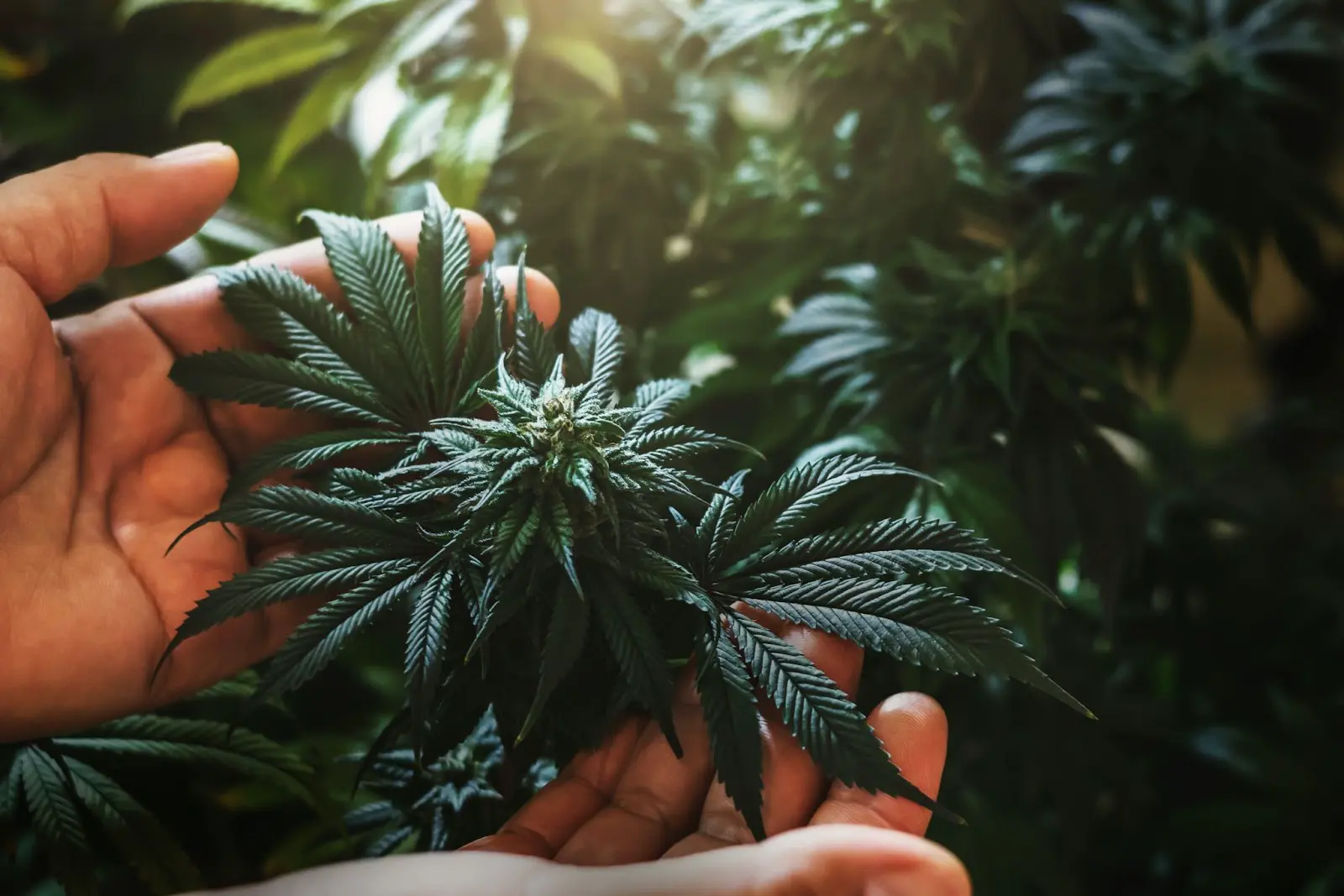 Grower inspecting a cannabis plant with very dark foliage and curling down leaves
