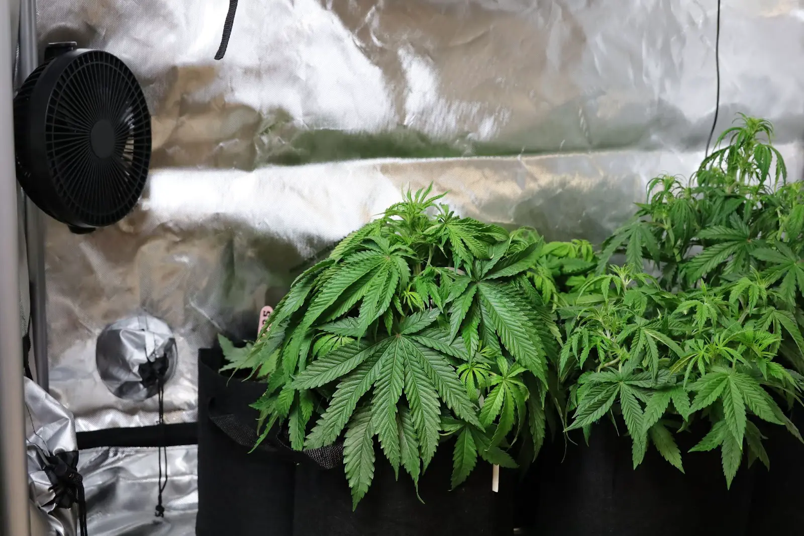 Cannabis plants in a grow tent with new growth that's curled