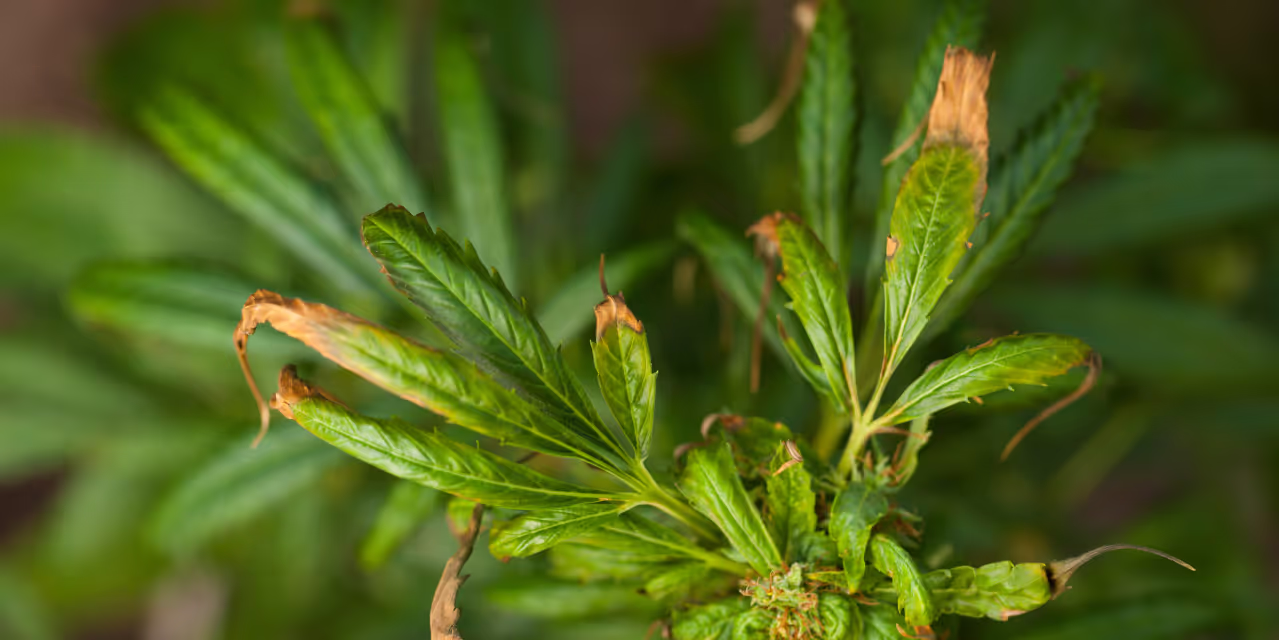 Stressed plant showing burned curled leaves caused by light Hero