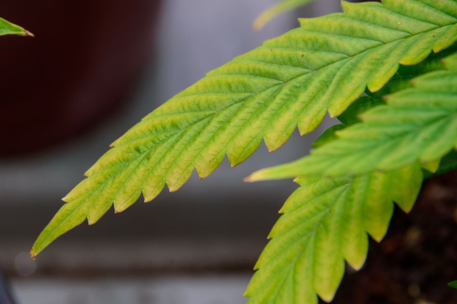 edges of leaves turning yellow