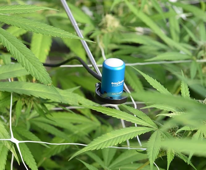 Apogee light sensor taking readings at the plants canaopy