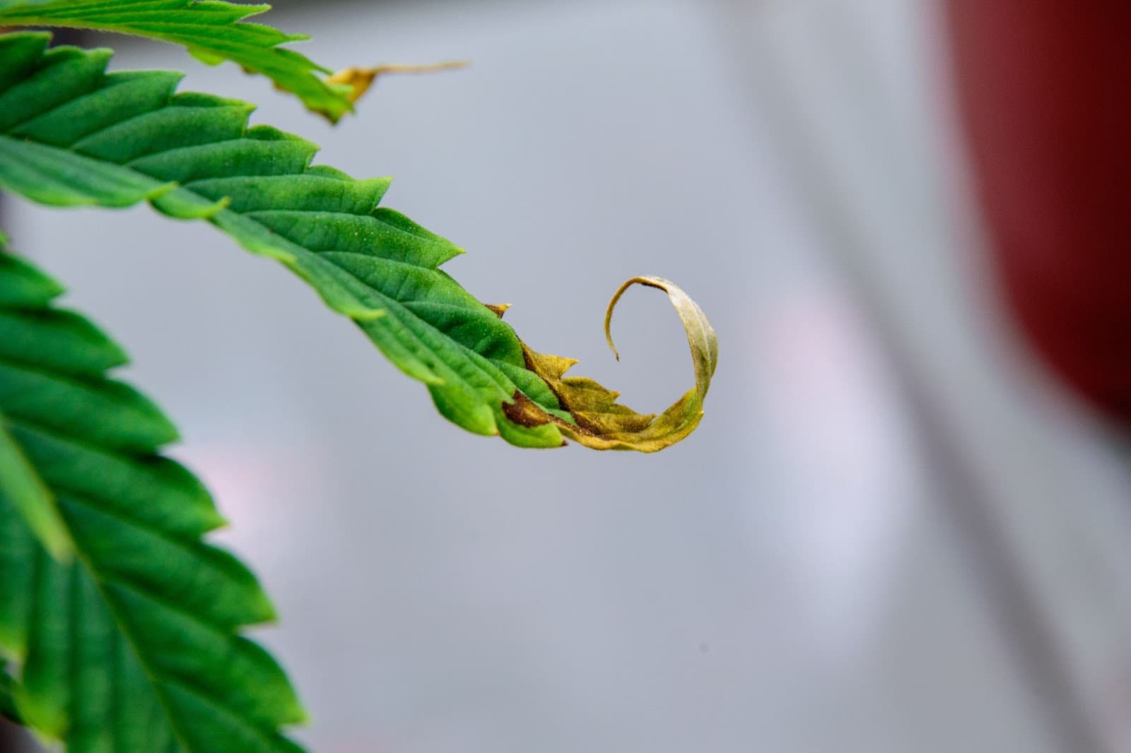 Tips of plants leaves that are burned from too much light