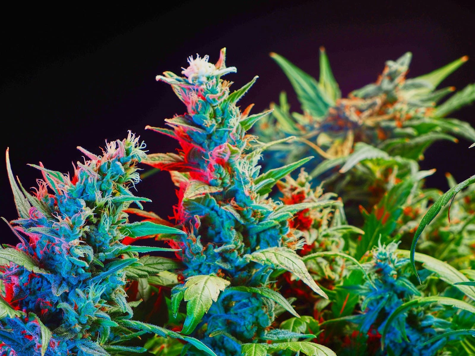 Dense buds under blue and red light