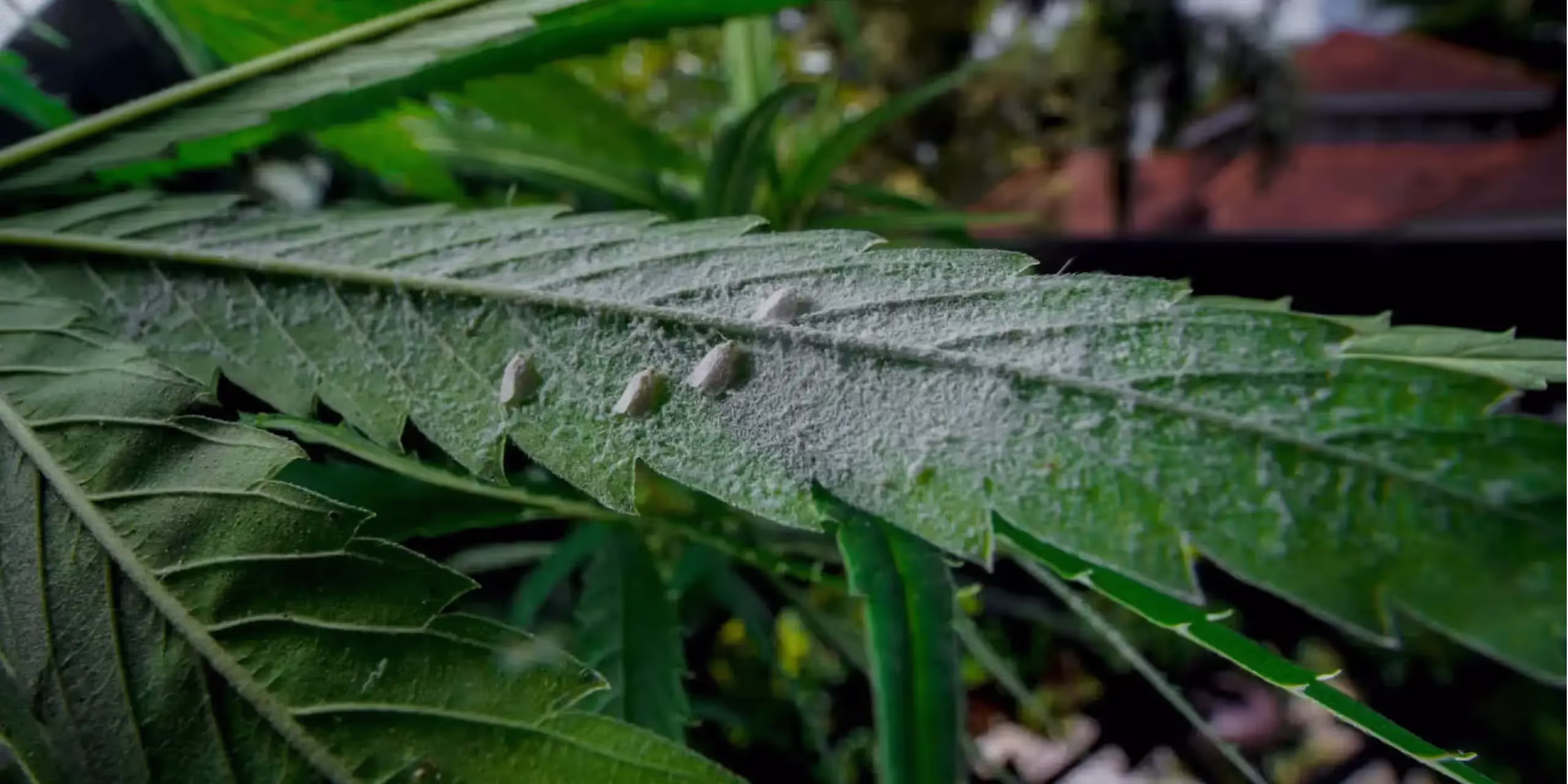 Mealybugs on the underside of a cannabis leaf in an indoor grow setup