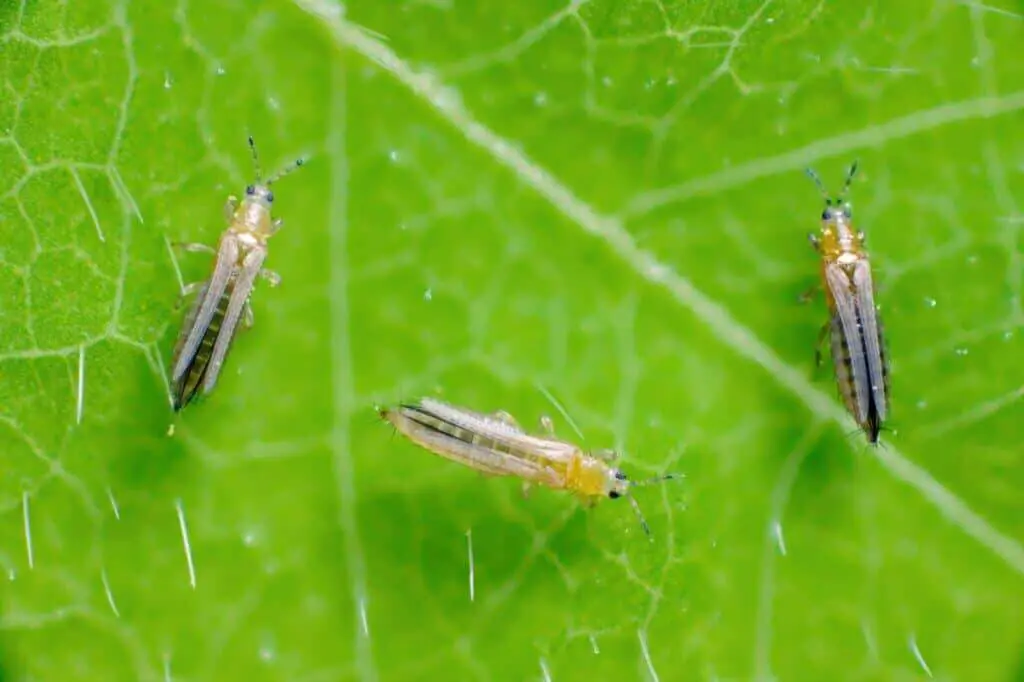 Thrips cannabis pest