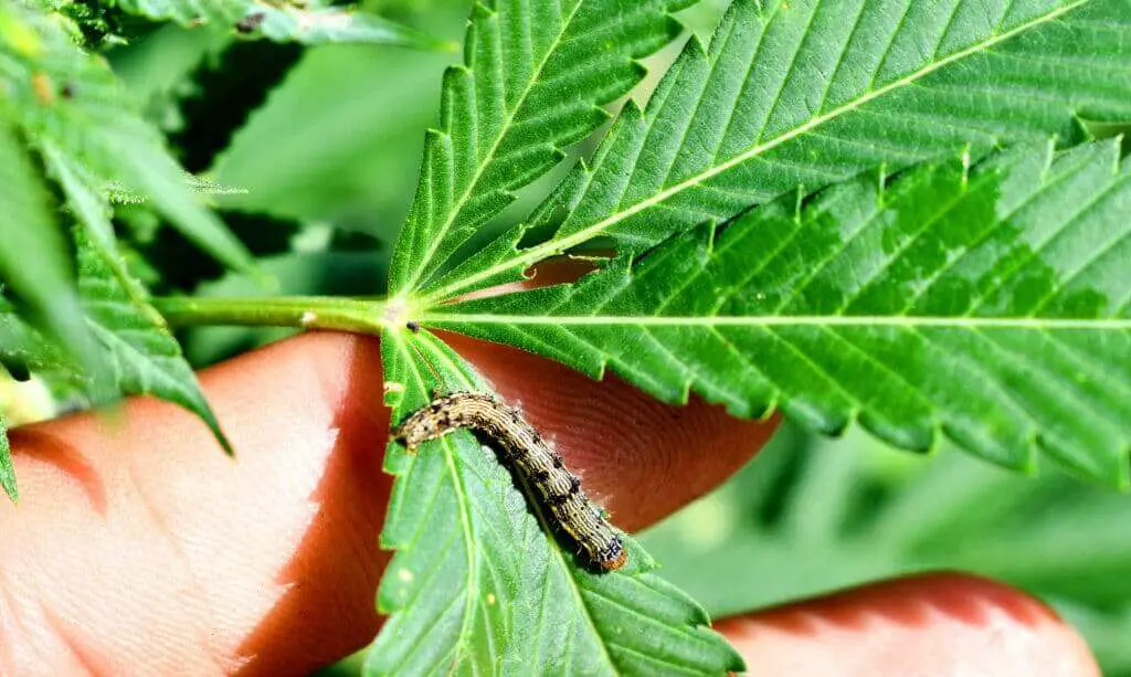 Caterpillar cannabis pest