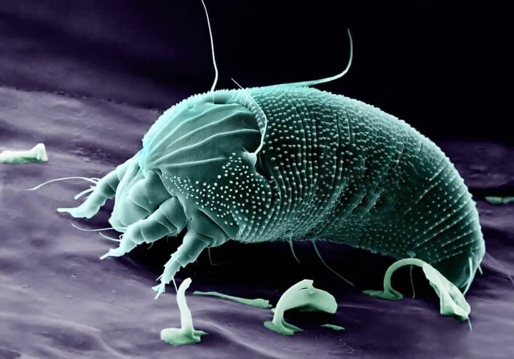 Macro image of a russet mite