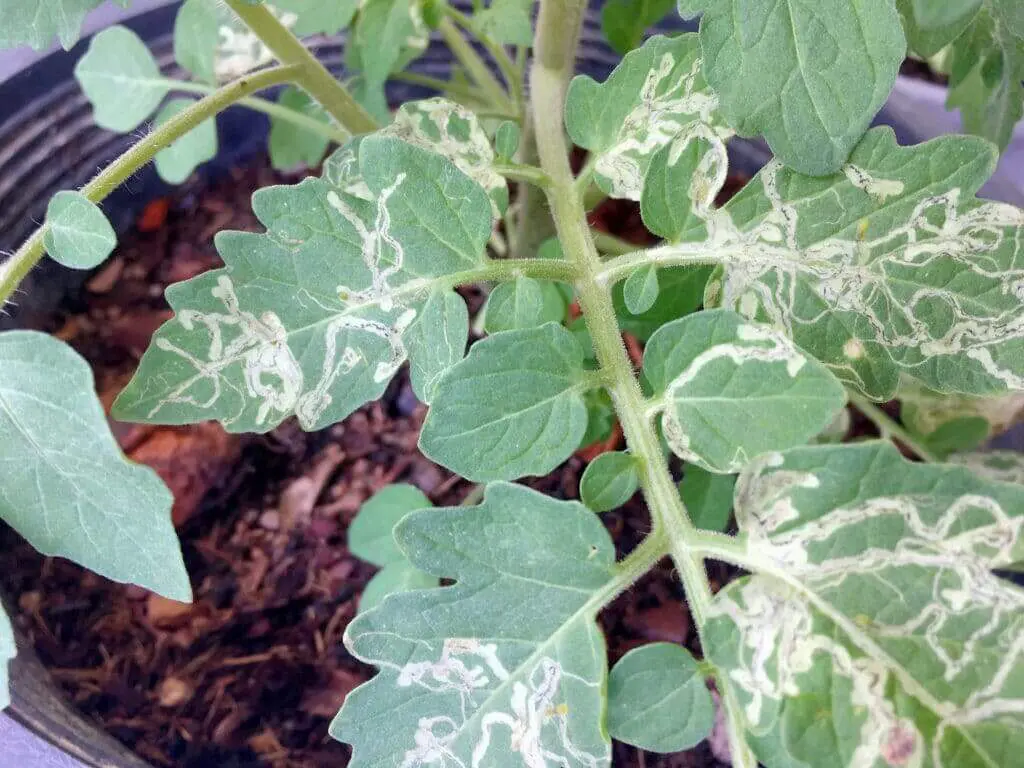 Damage caused by leaf miner cannabis pest