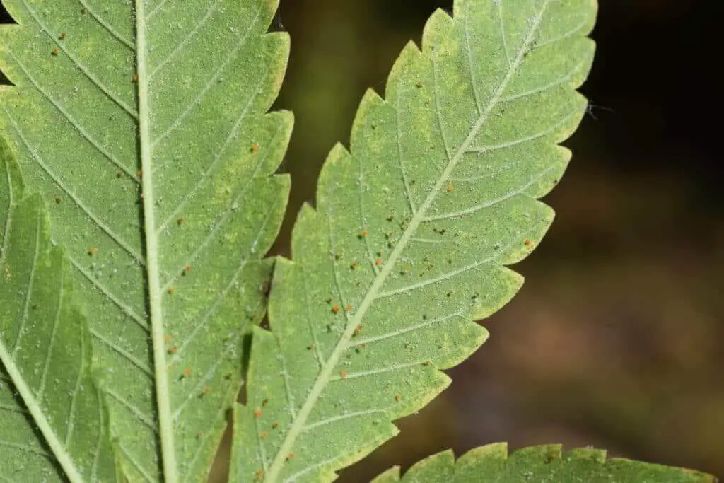 Spider mites underneath cannabis leaf