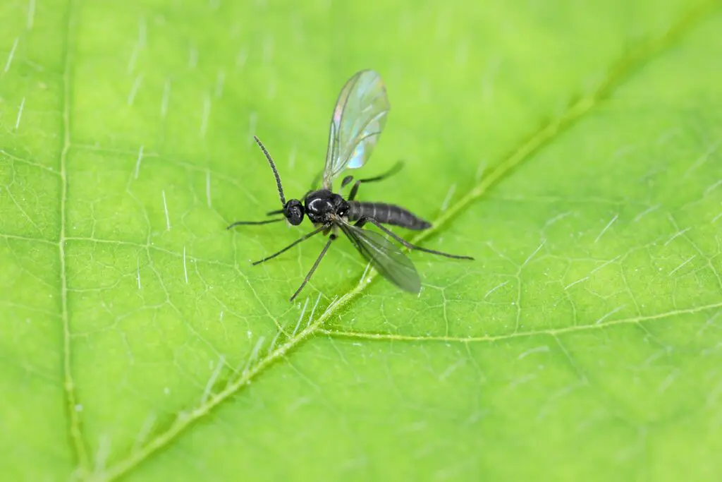 Fungus gnat cannabis pest