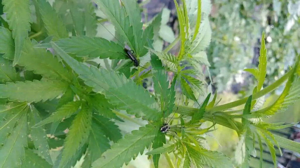 Cricket cannabis pest