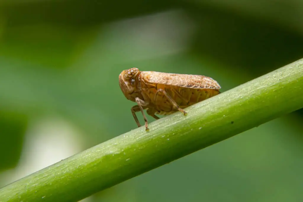 Plant hopper cannabis pest