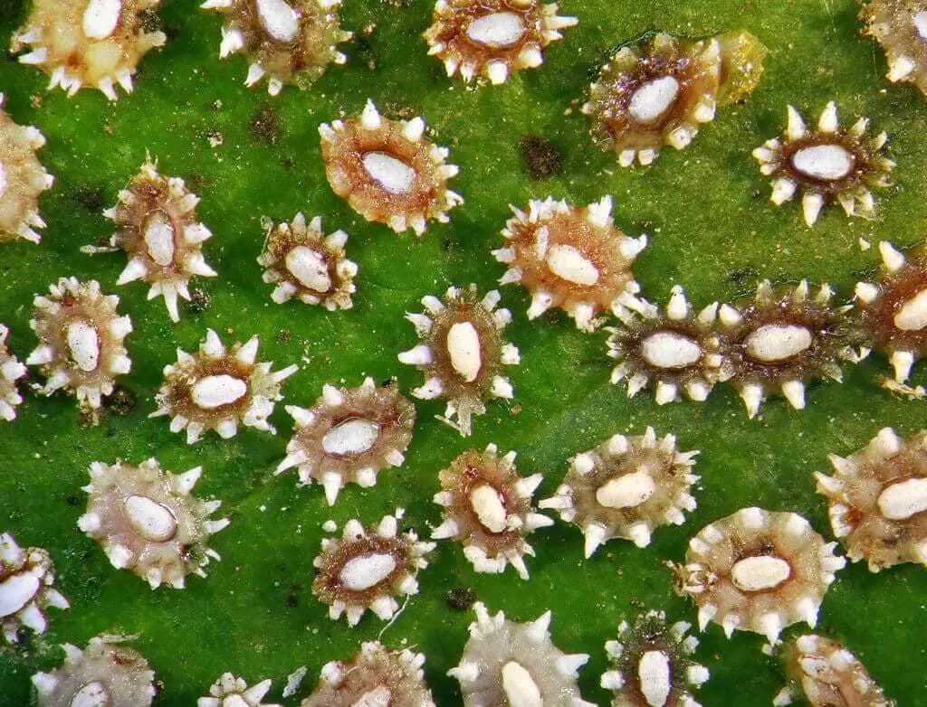 Barnacles cannabis pests