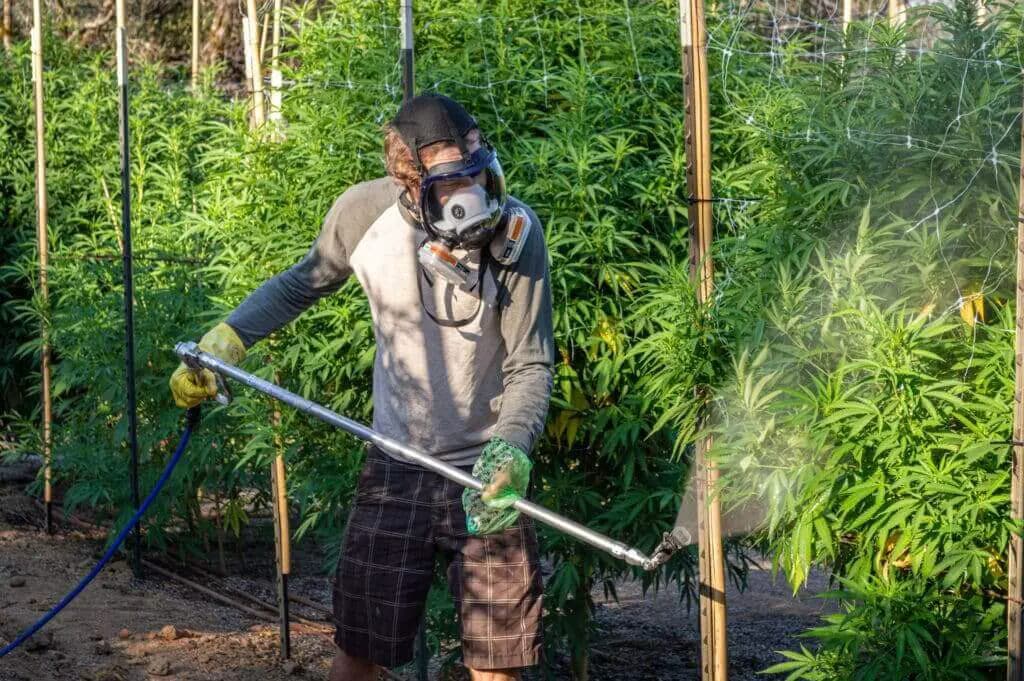 largescale treatment of mealy bugs in a greenhouse