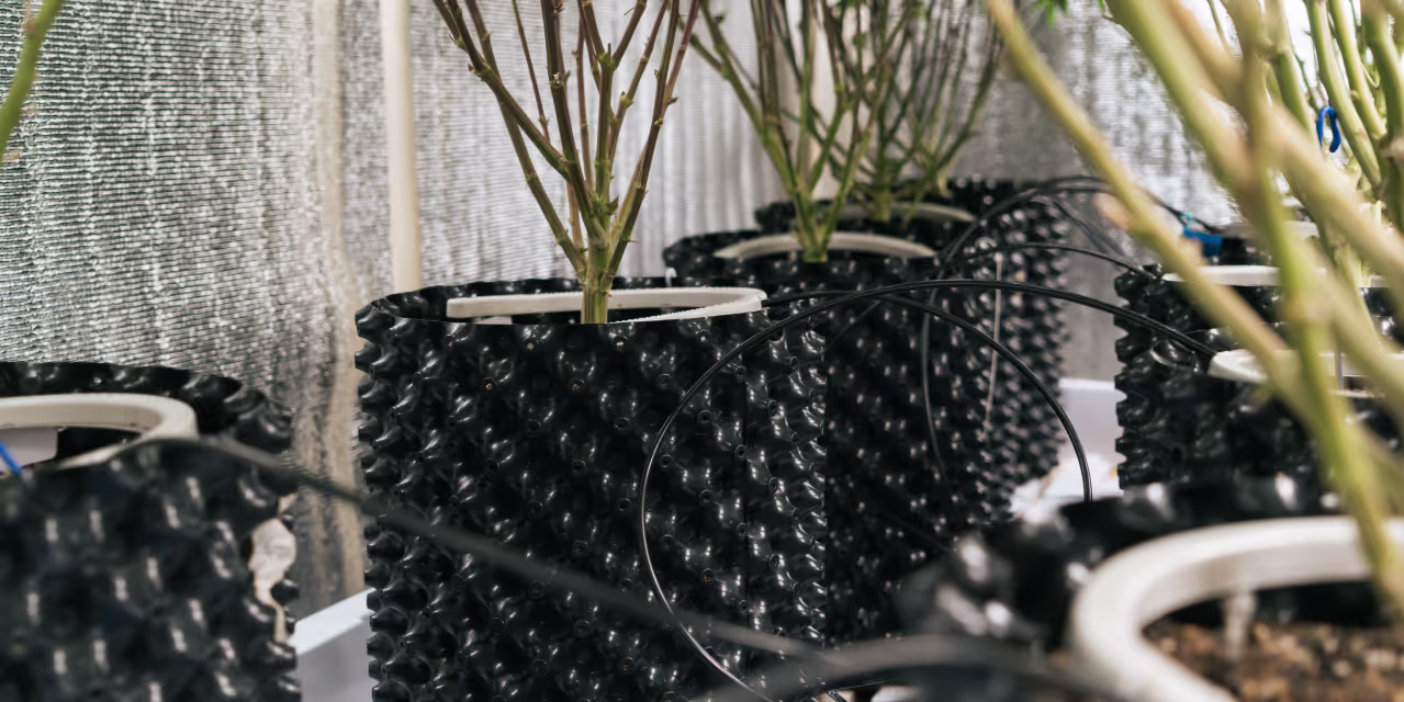 drip irrigation system watering cannabis plants in airpots Hero
