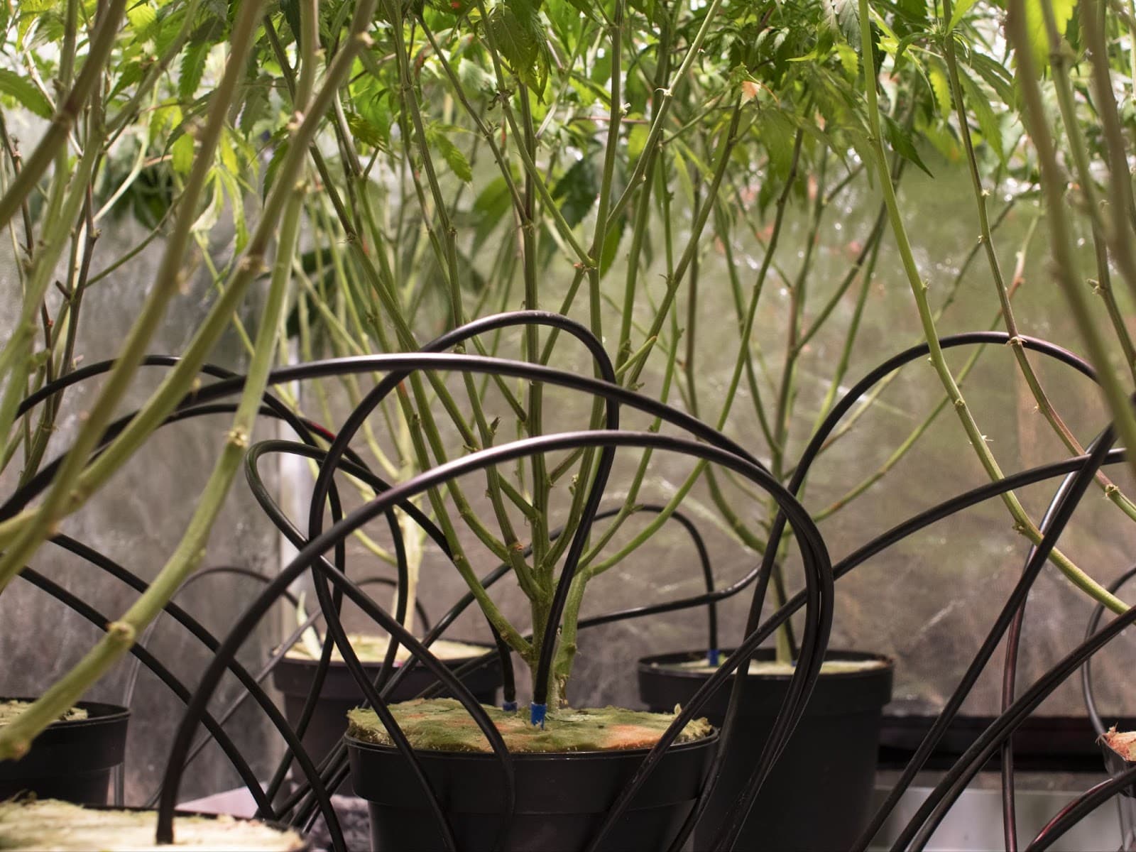 DIY auto watering setup