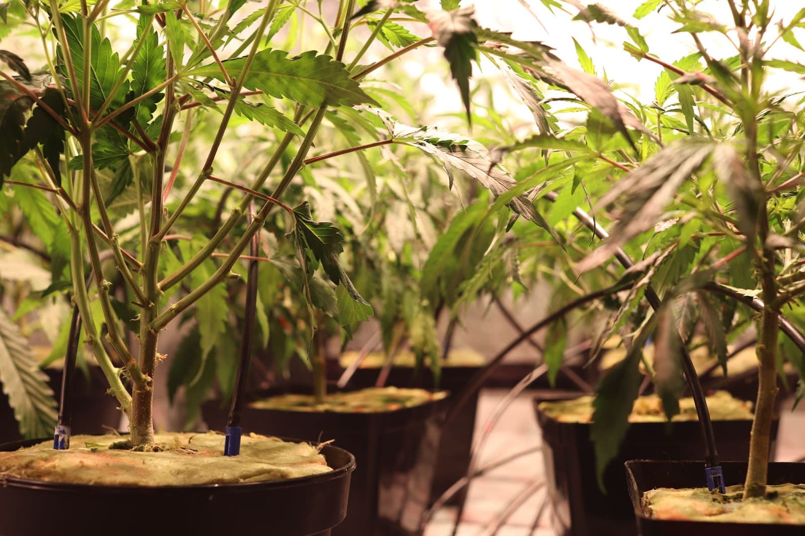 drip irrigation auto watering plants grown in rockwool