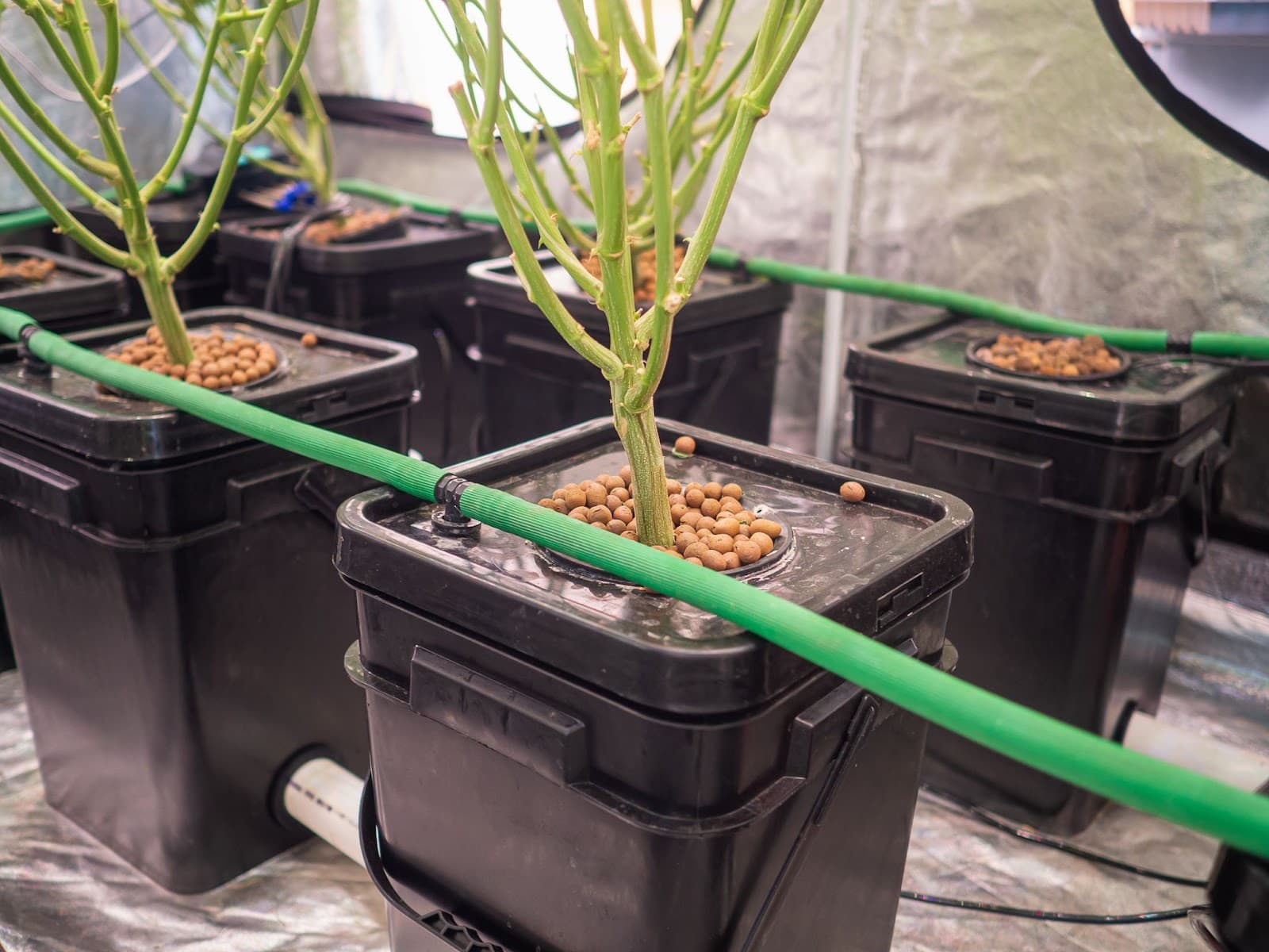 Hydroponic auto watering.