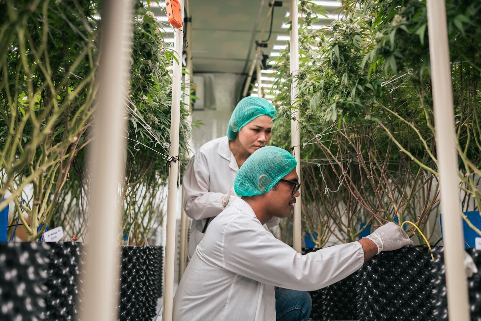 Staff at a large indoor grow facility checking the drip irrigation systems