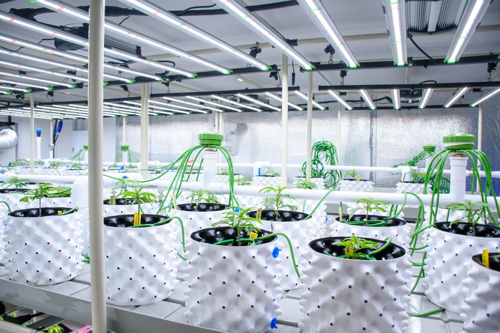 drip irrigation set up watering seedlings in a bright white facility
