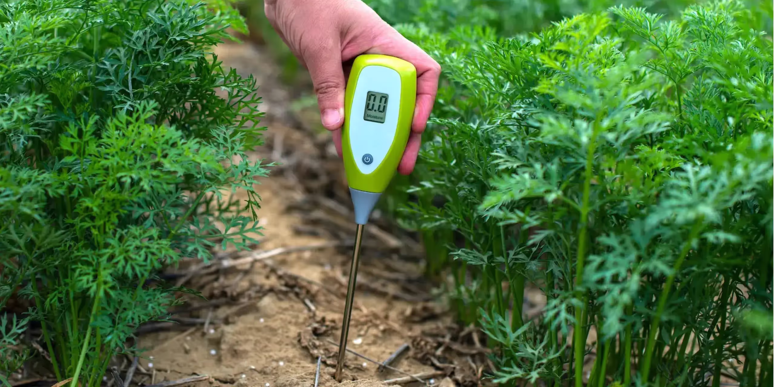 Hand inserting a moisture meter into soil