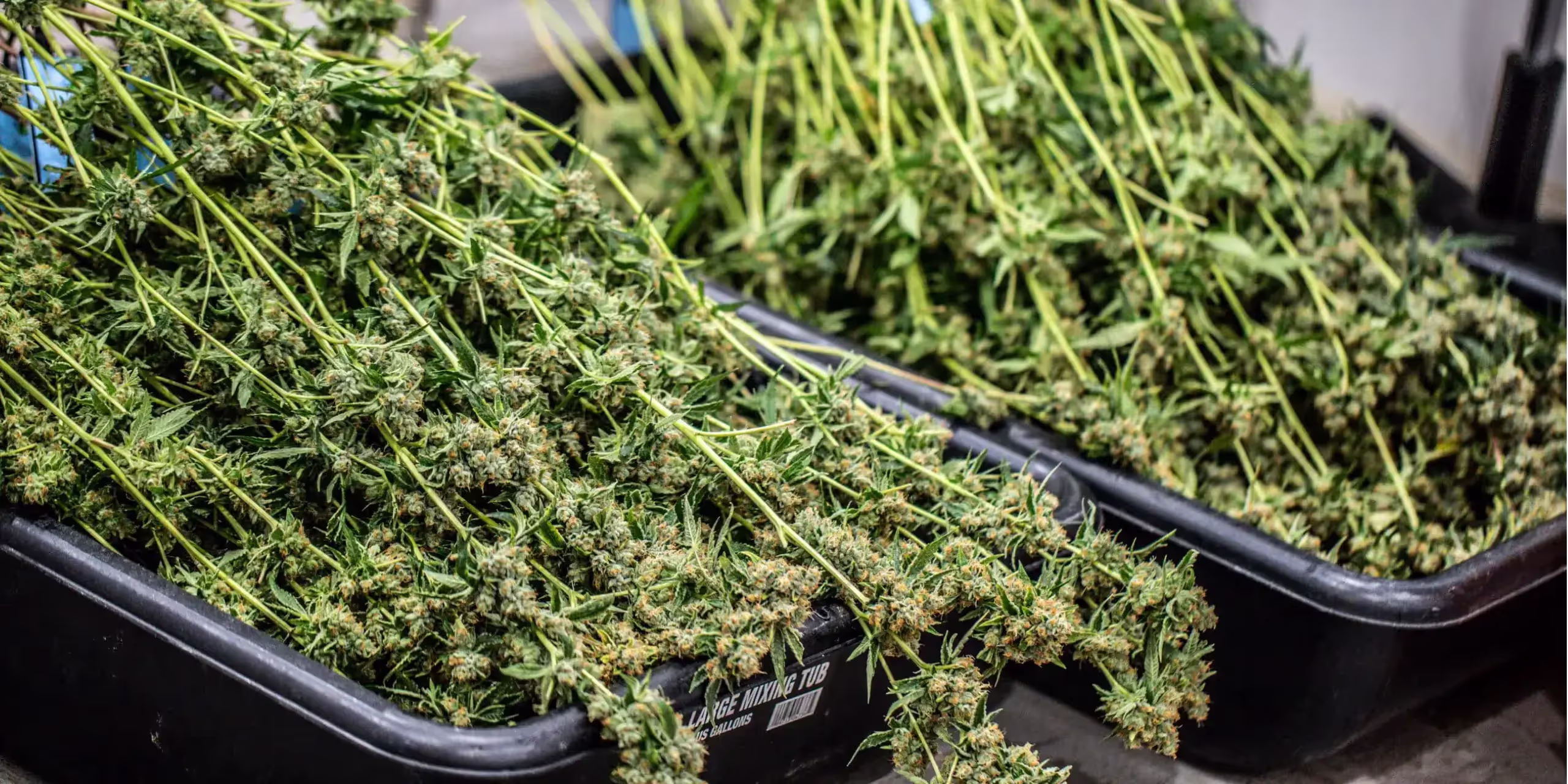 Dried cannabis in trim bins ready for trimming and curing