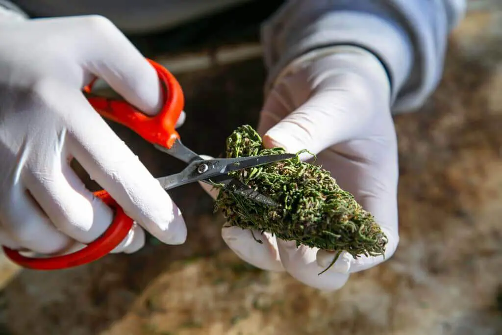 Worker in a cannabis cultivation facility trimming cannabis