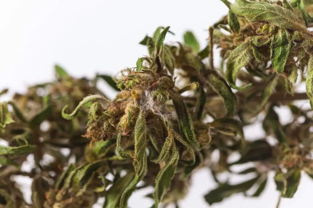 Drying cannabis growing mould