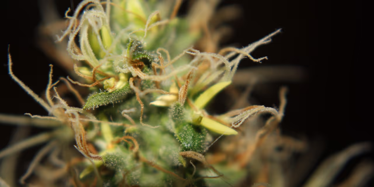 Hermaphrodite plant showing traits of male plants as well as female characteristics Hero
