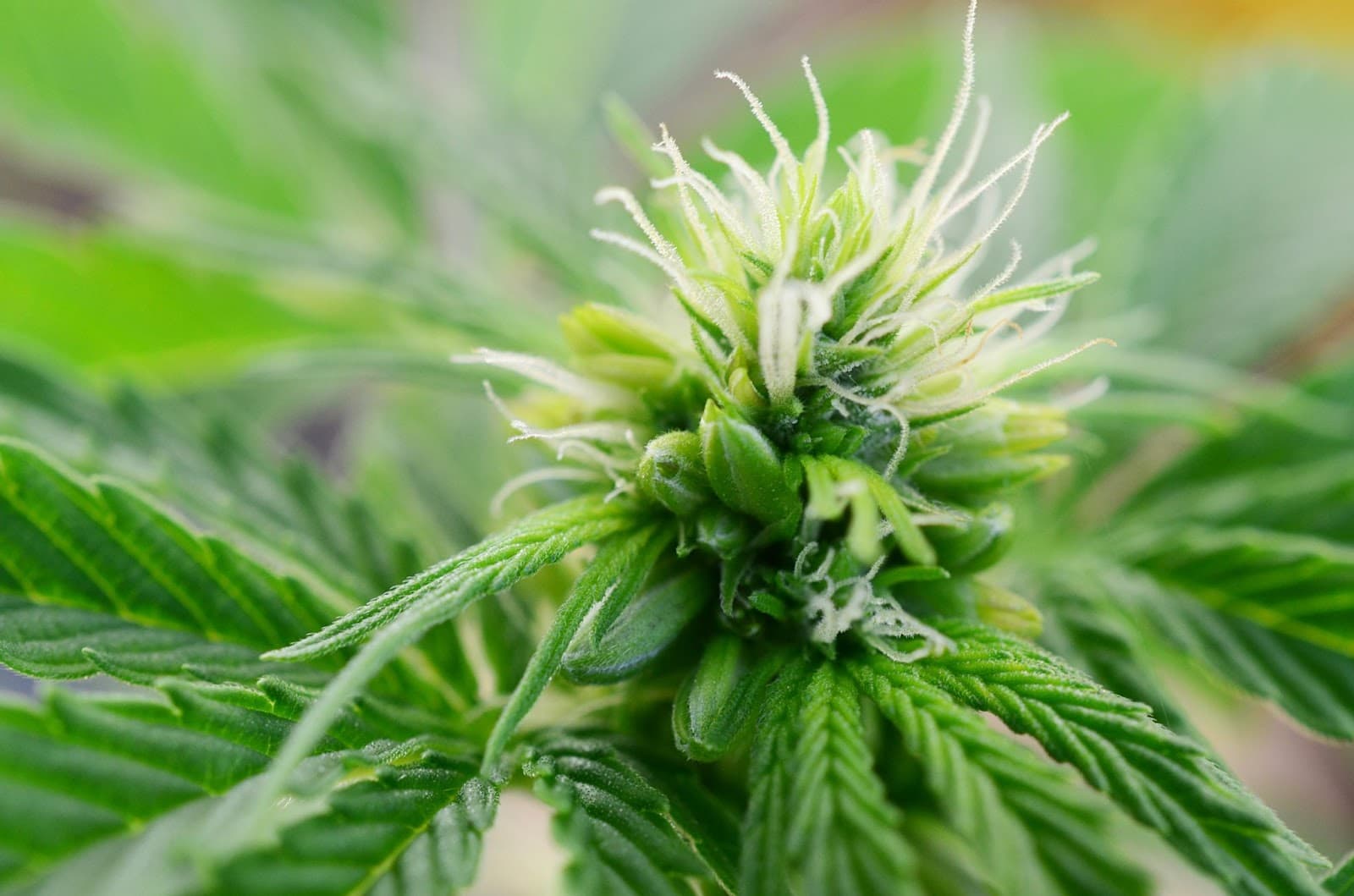 hermaphrodite weed showing male and female sex organs for reproduction