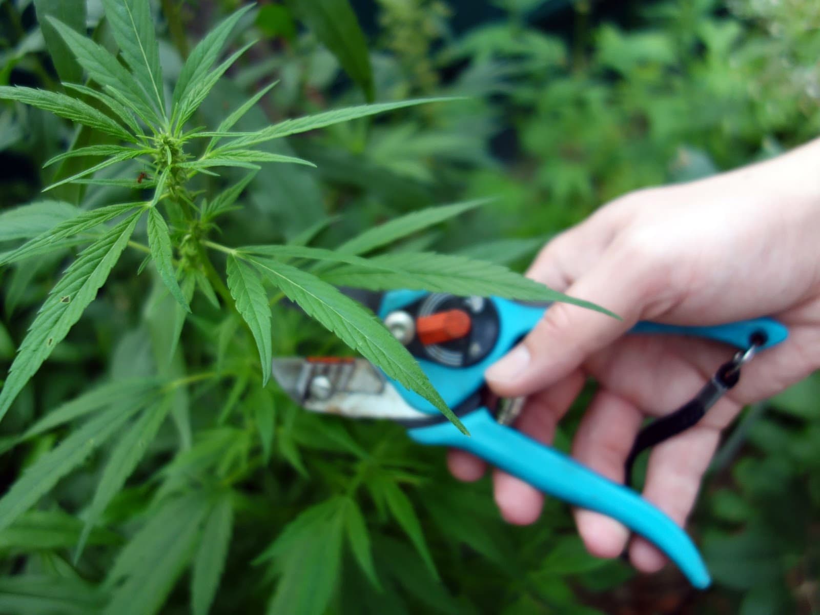 High stress pruning can make a plant turn hermie