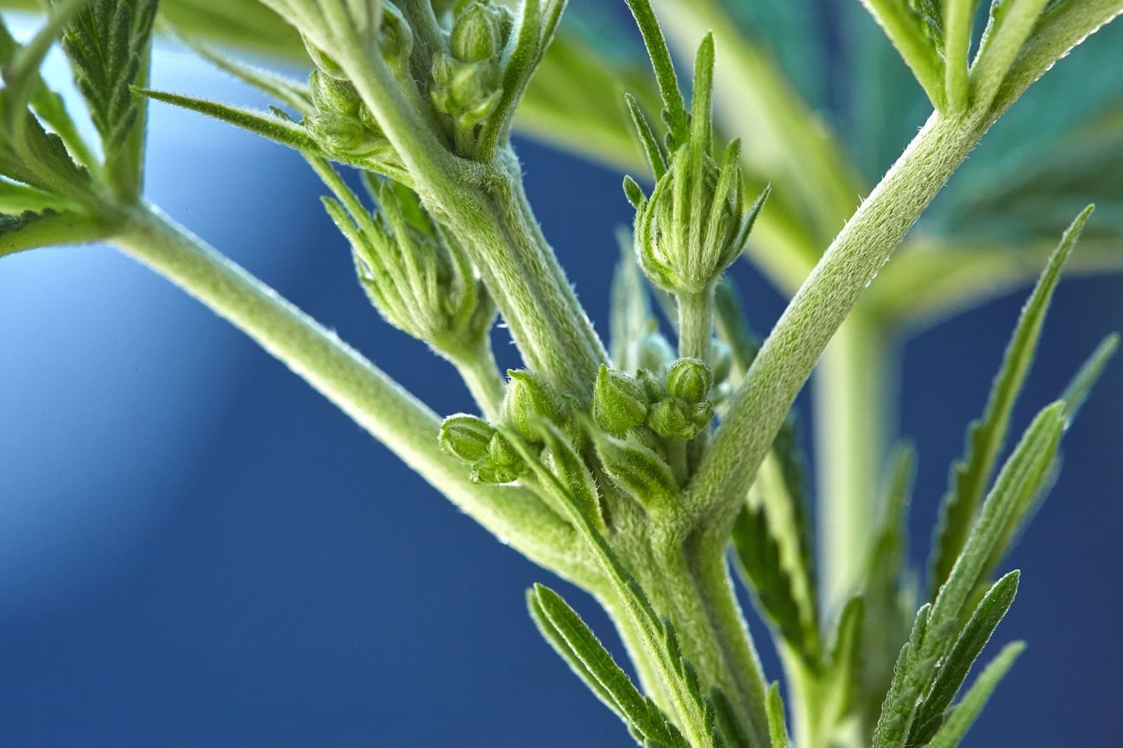 This particular plant shows male organs