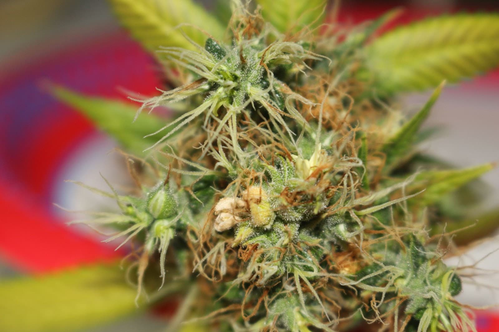 flowering cannabis with seeds in amongst the pistils