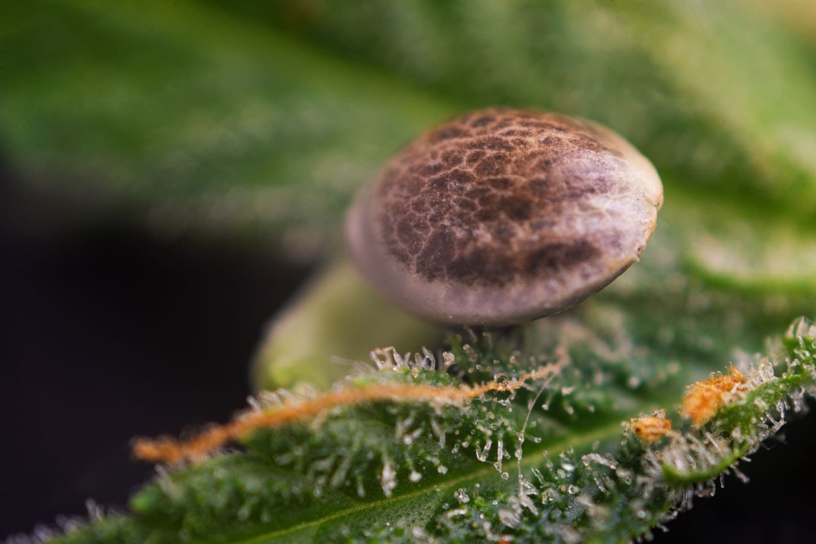 a seed on a leaf