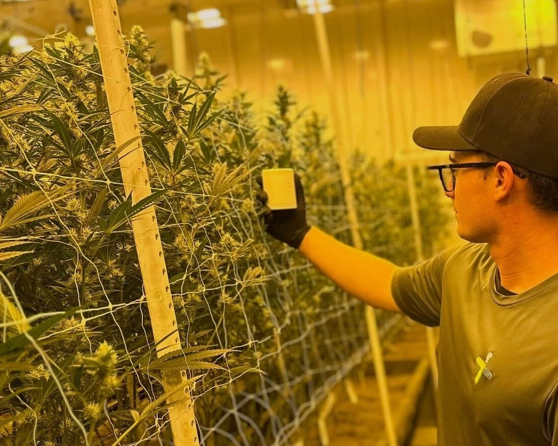 The Grow Sensor in action in a large medical marijuana facility