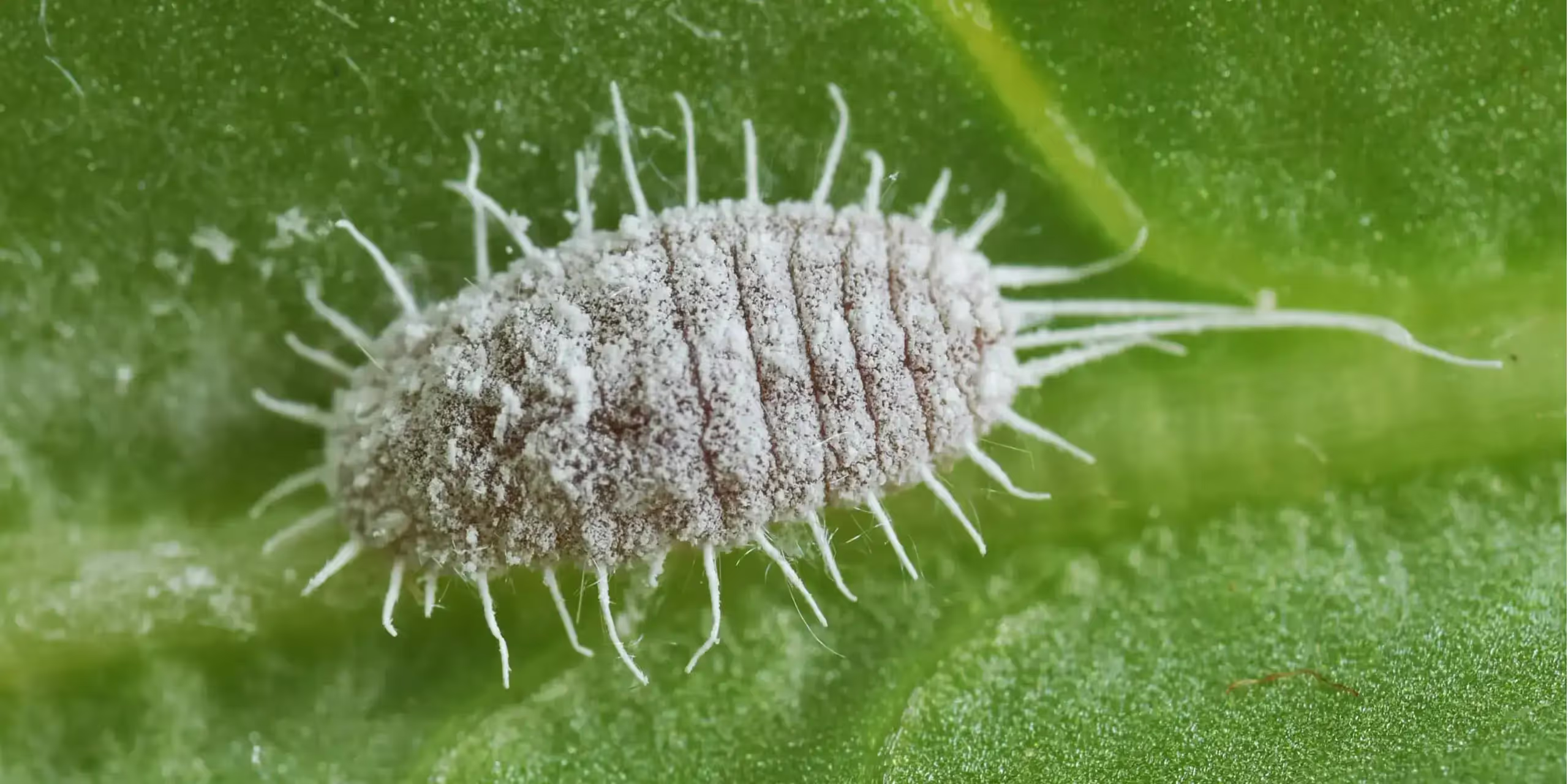 Macro shot of mealybug larva