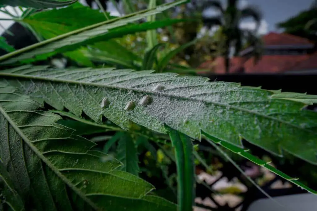 Mealybugs on the underside of a cannabis leaf