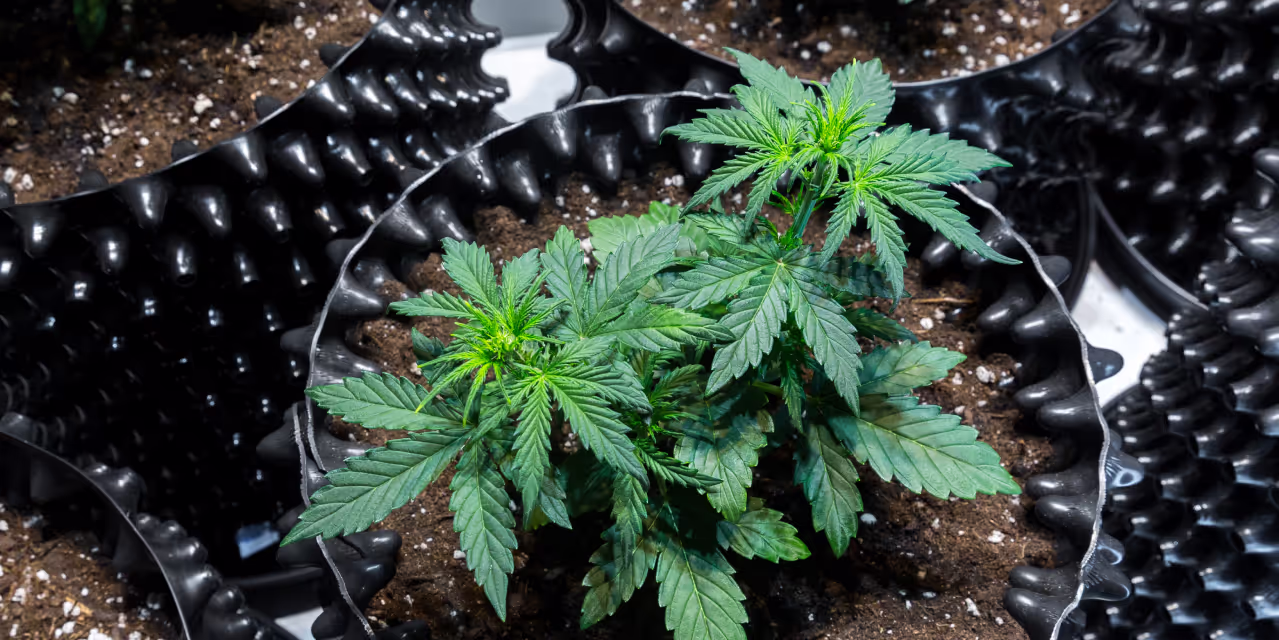 Young plants grown in coir fibre filled airpots - Hero