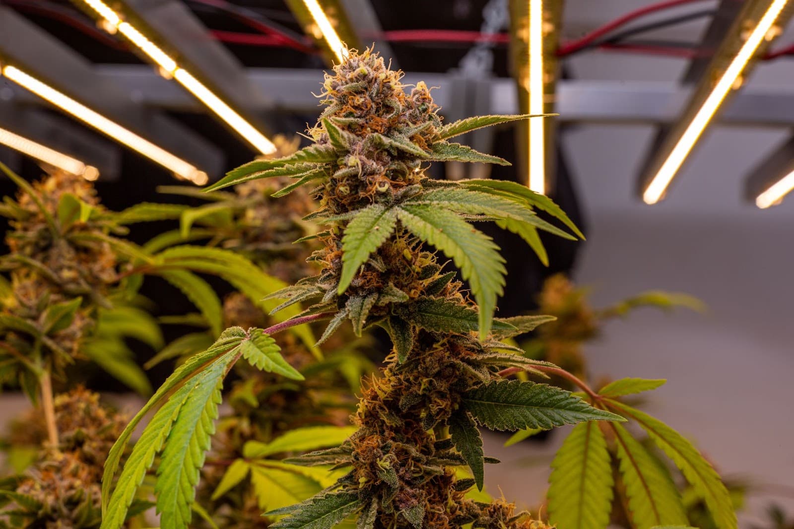 healthy flowering plant grown in coir fibre