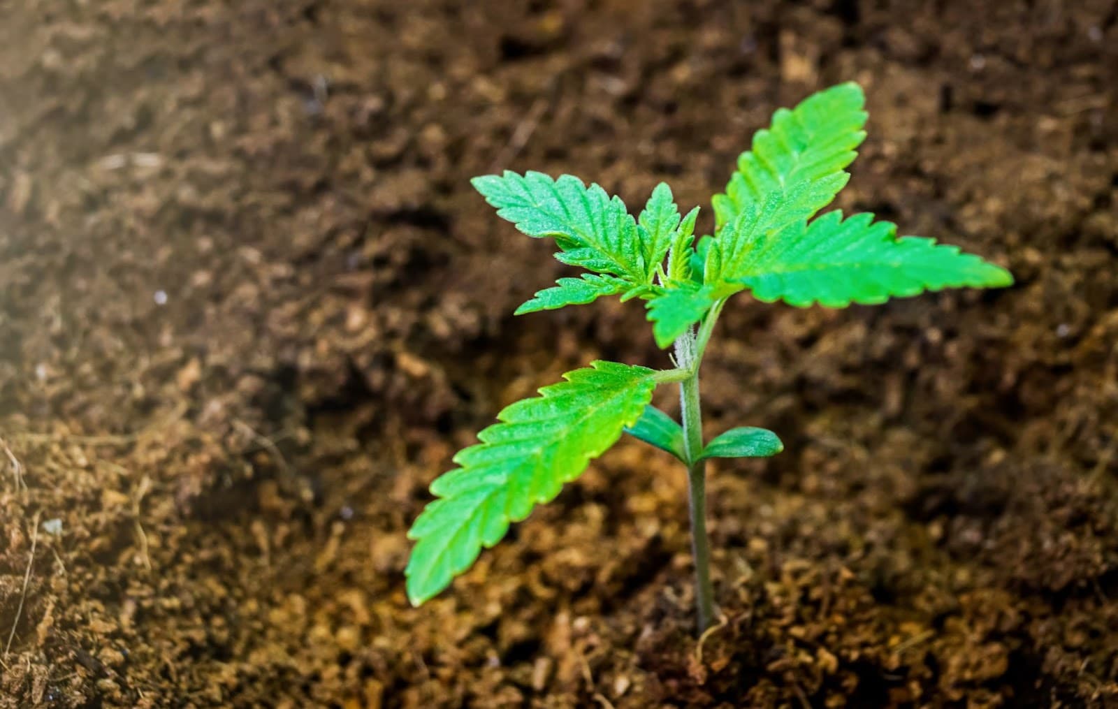 Seedling on coco coir from coir fibre close up
