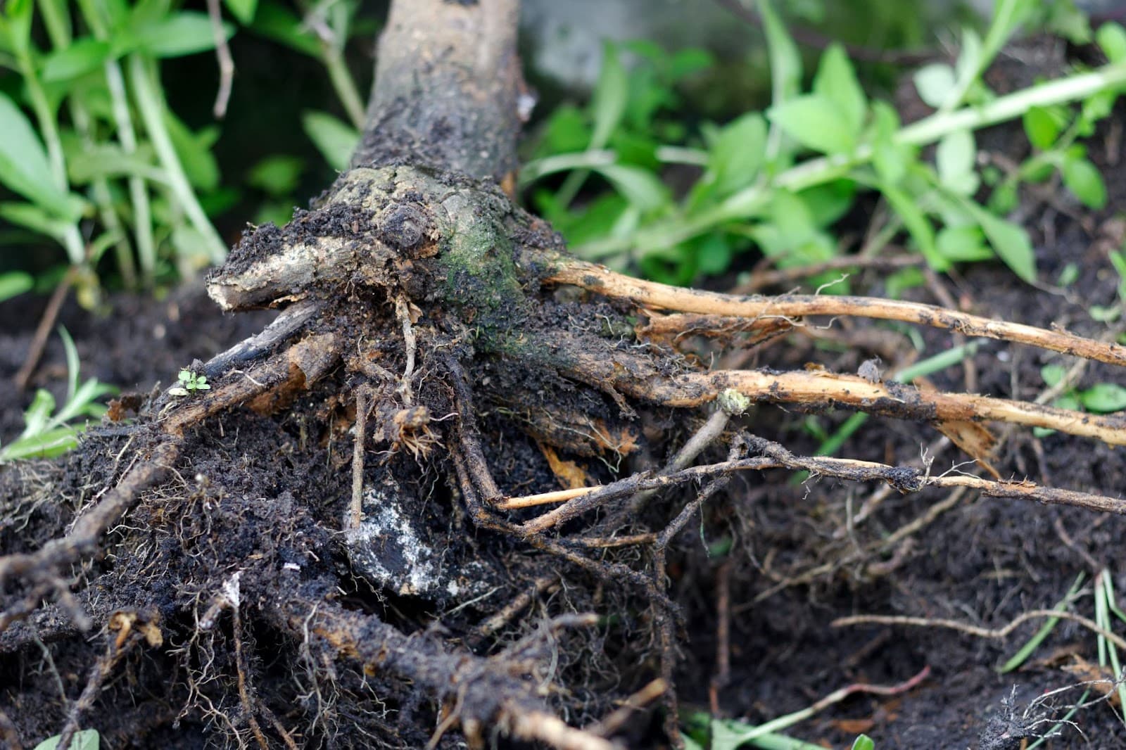 The affects of root rot