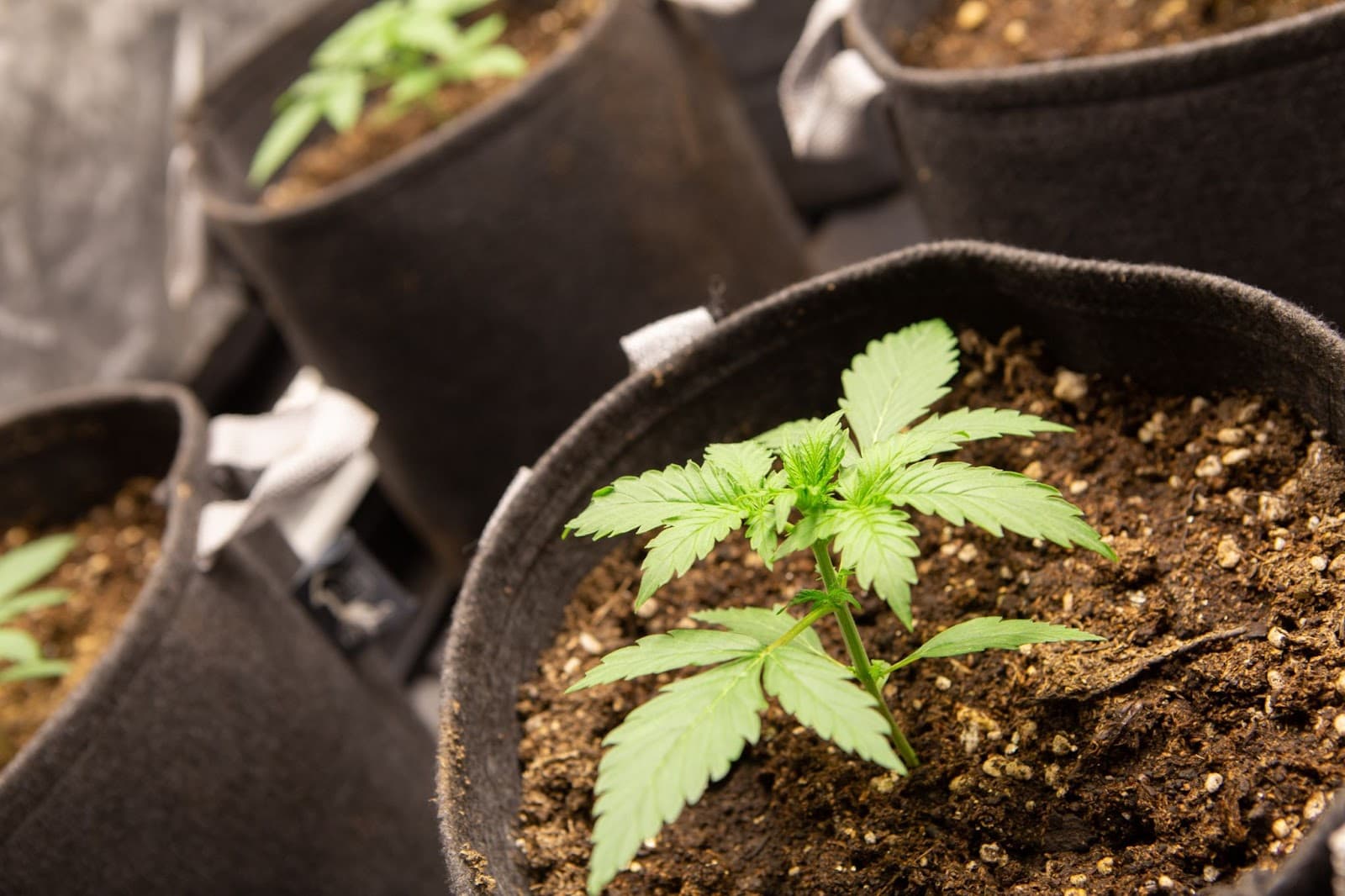 Cannabis seedlings in fabric pots