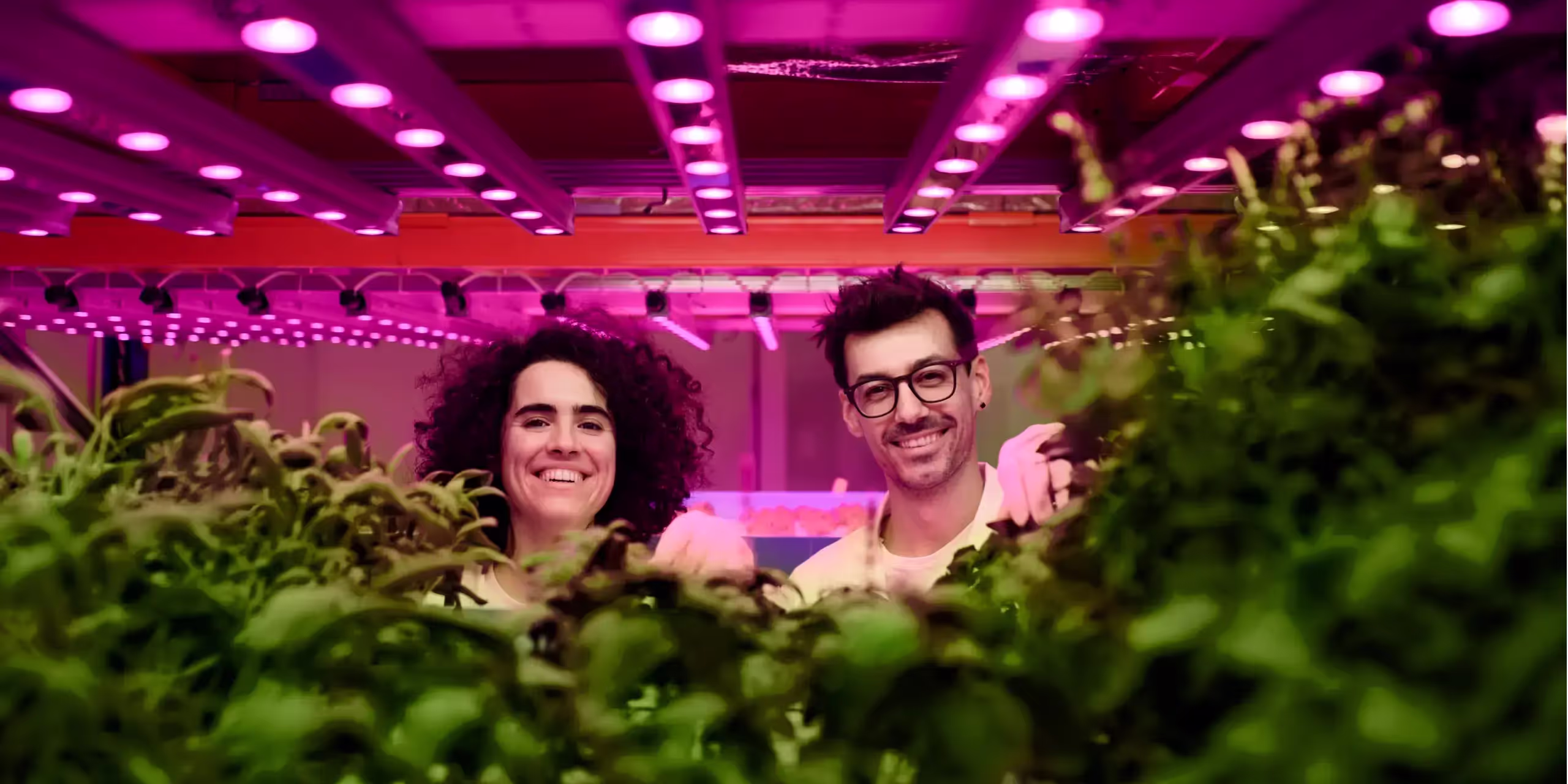 Seedlings growing in ideal grow room temp and humidity