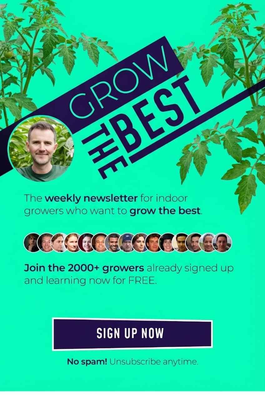 Grower tending healthy plants in a well balanced grow room