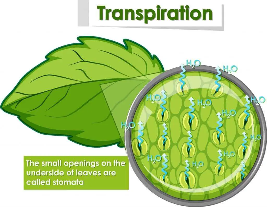 Transpiration illustration showing stomata