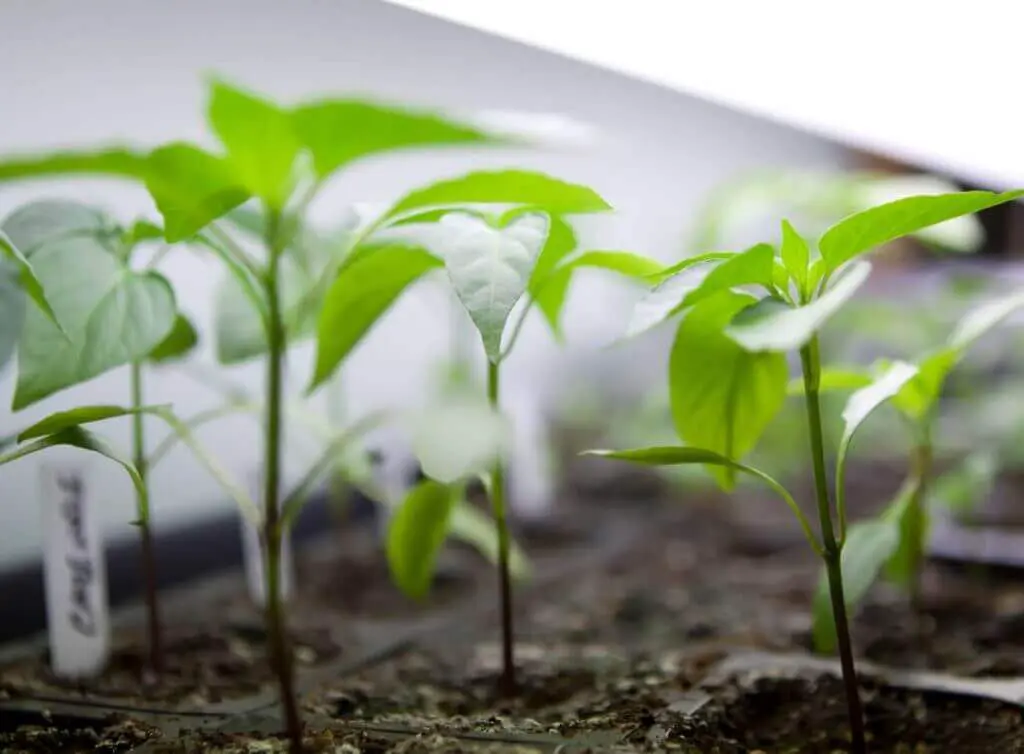 Picture of clones growing at ideal temperature and humidity
