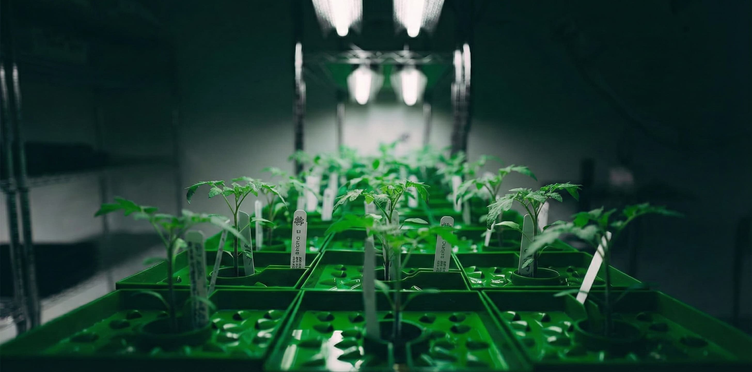 Seedlings growing in ideal grow room temp and humidity