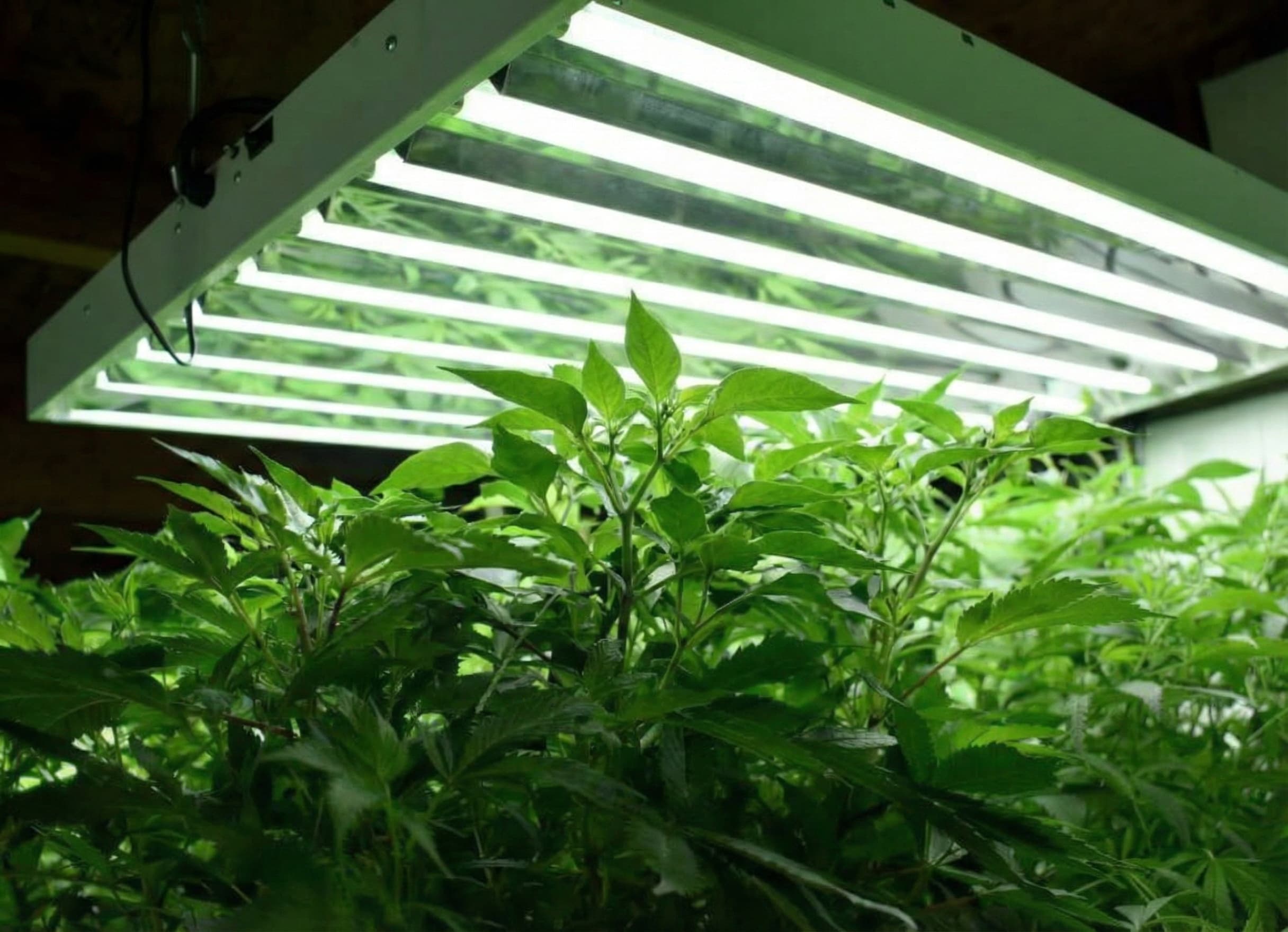 Picture of plants in vegetative growth grown with ideal temp and humidity in a grow tent