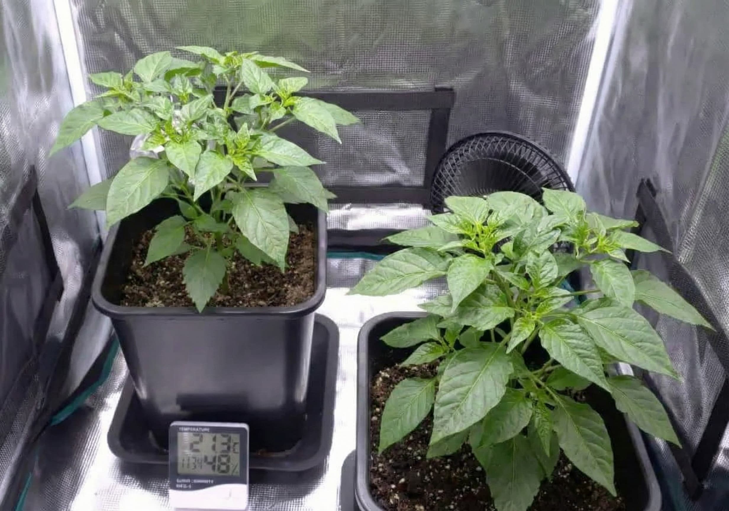 Picture of plants in vegetative growth grown with ideal temp and humidity in a grow tent