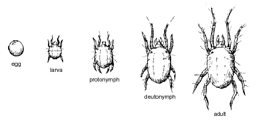 Spider mite life cycle illustration from egg to adult